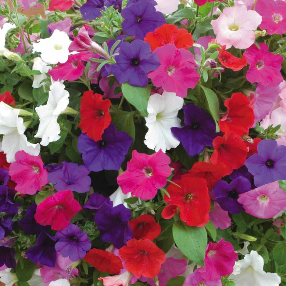 GENERIC PETUNIA MIXED FLOWER SEEDS (AVG 50-100) SEEDS X 1 PACKET (B07JB8KWVK) Amazon Price History, Amazon Price Tracker