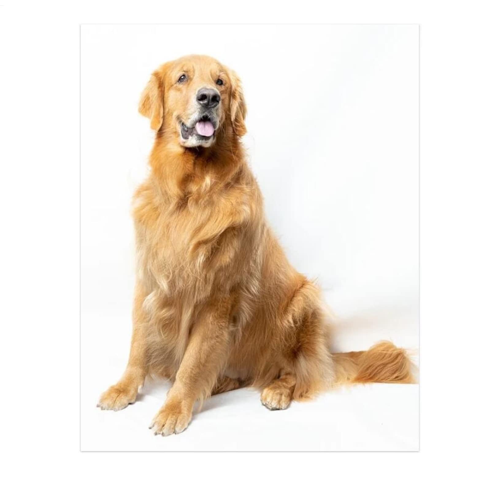 Paint By Numbers For Adults And Kids Animal Golden Retriever - Main Image