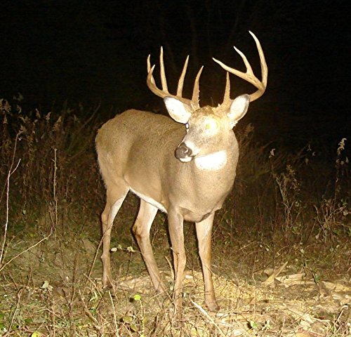 Deer Potion - Concentrated Deer Bait Potion Mixture