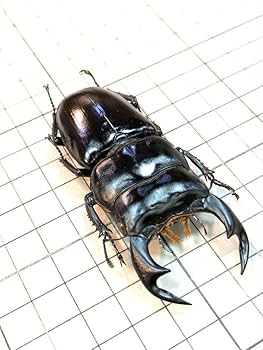 昆虫標本 特大インドアンタエウスオオクワ89mm 昆虫標本 特大インドアンタエウスオオクワ89mm 昆虫標本 特大