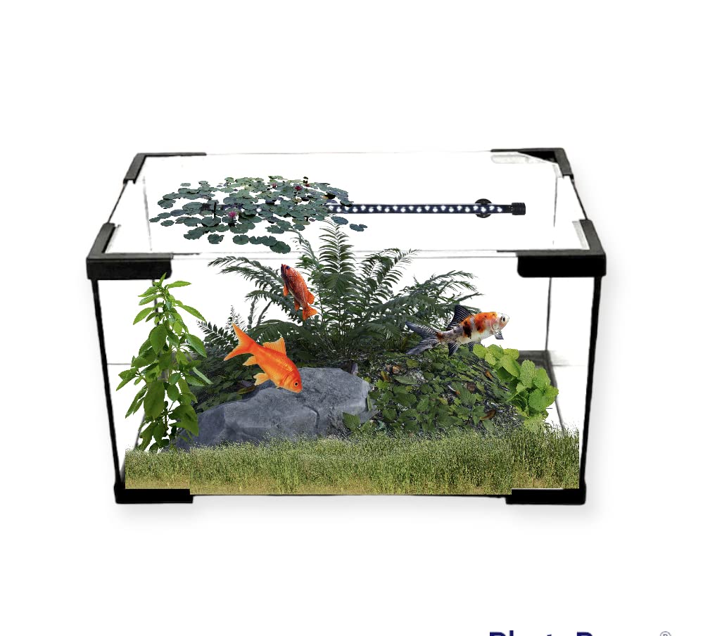 Peceras Pequeñas de Cristal con Filtro Marca akkua Aquarium