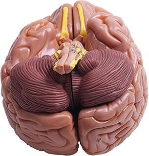 Medical Anatomical Human Brain Model, Human Organ Anatomical Brain Model, Removerable 8-Part Human Brain Model with Arteries, Medical Science Demonstration Teaching