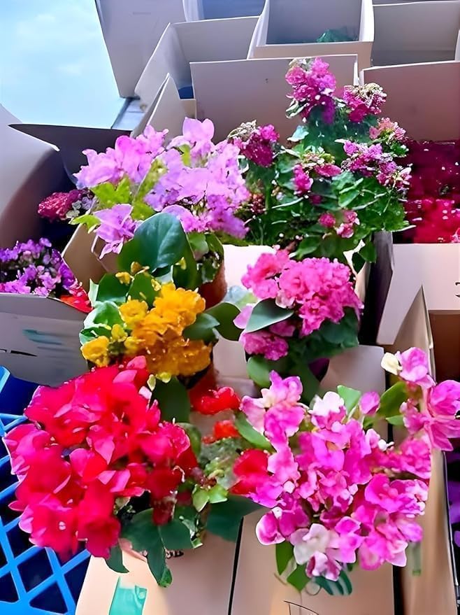 Image of Multicolor Bougainvillea Live Plant with Pot | Rare Grafted Multi Color Flowering Bougainvillea Plant | Decorative Outdoor Indoor Plant for Home Garden Balcony Terrace Decor | Pack of 1