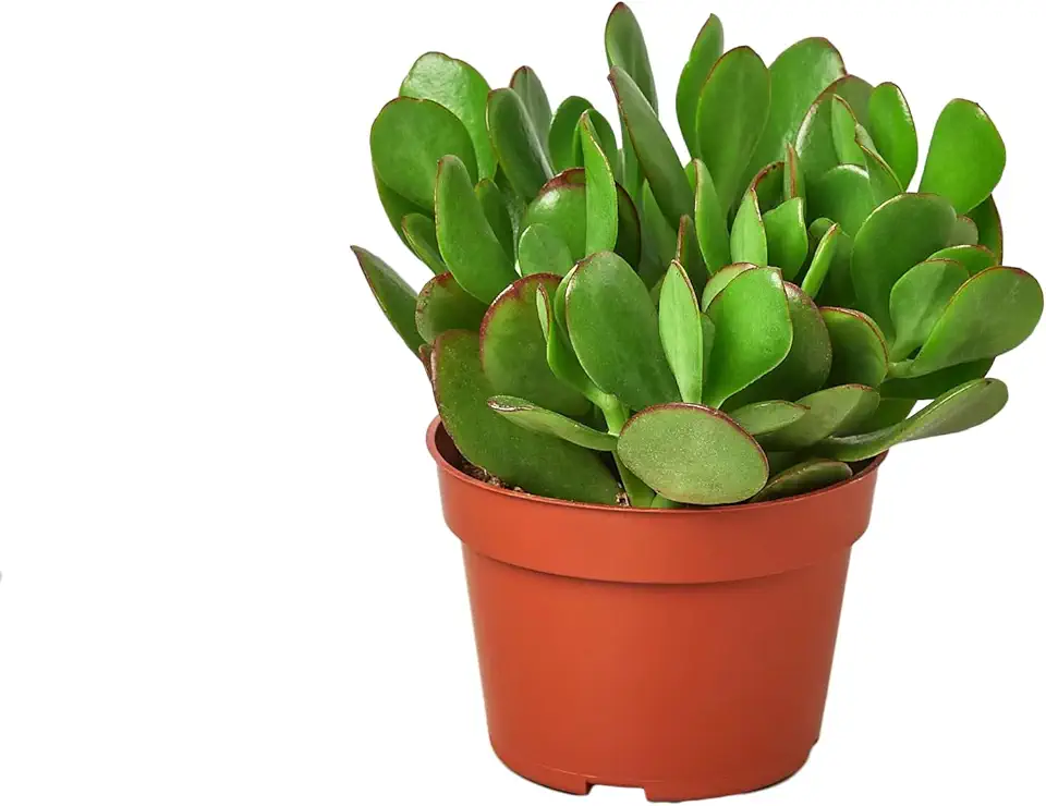 1 Succulent Monthly Subscription Box