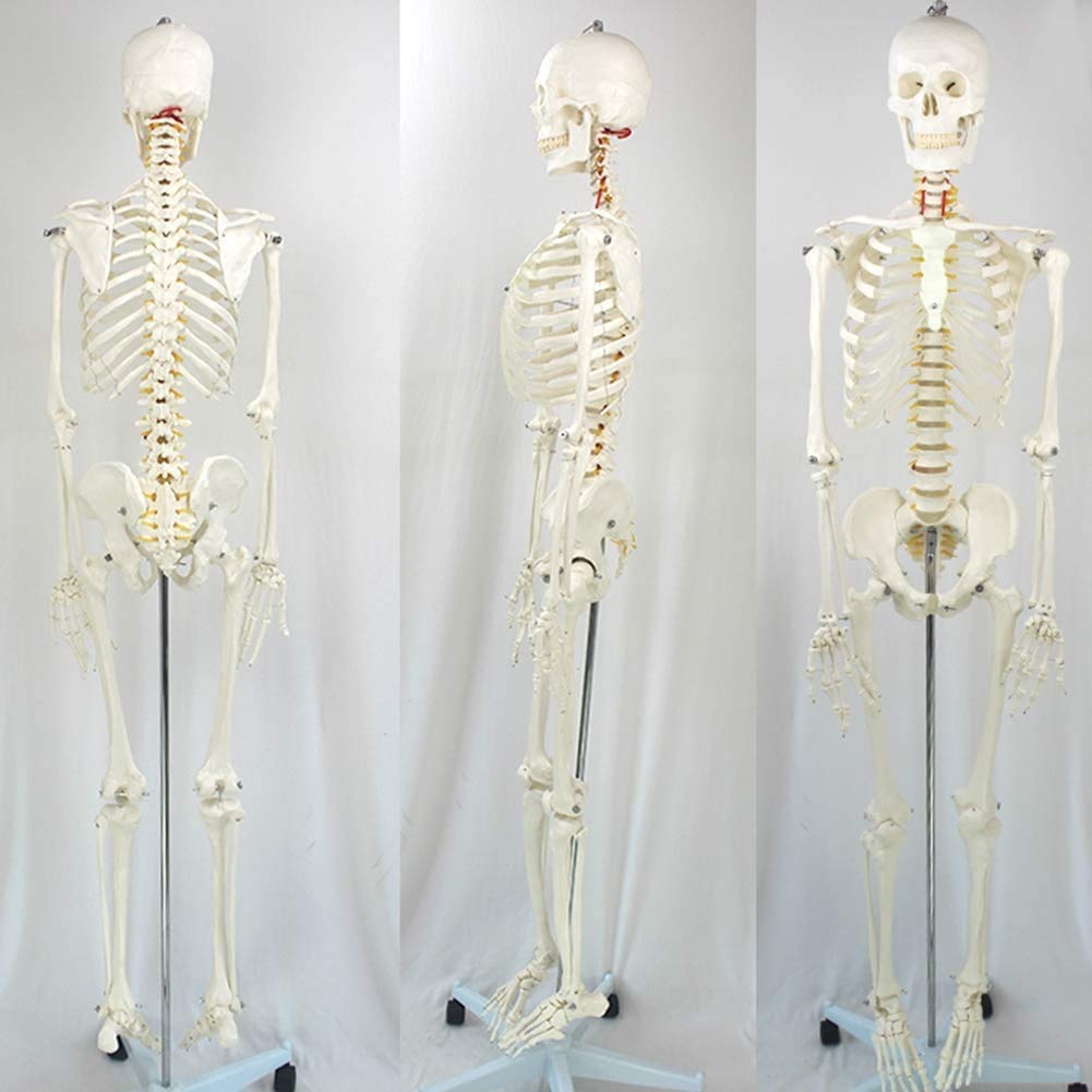 Pliable Humain Modèle du Corps de la Colonne vertébrale Anatomie Amovible Squelettiques Squelette médical Peinture Props Structure du Squelette d'art
