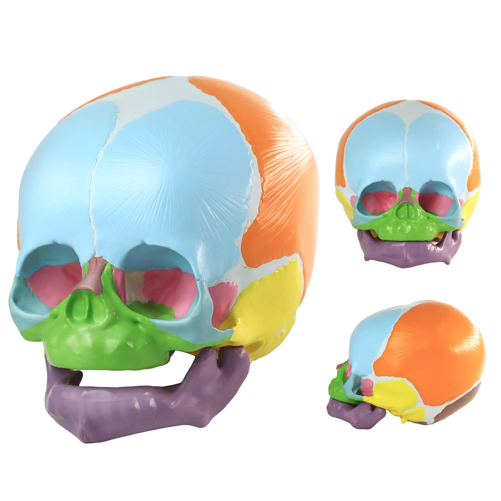 Amazon.com: HADWYN 2026 New Life Size Human Infant Skull Model