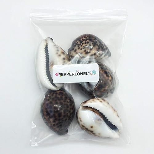 Miniatura 3 de PEPPERLONELY 3 conchas de mar de huevo común Cowrie, conchas de cauri blancas brillantes, 3 pulgadas  3.5 pulgadas
