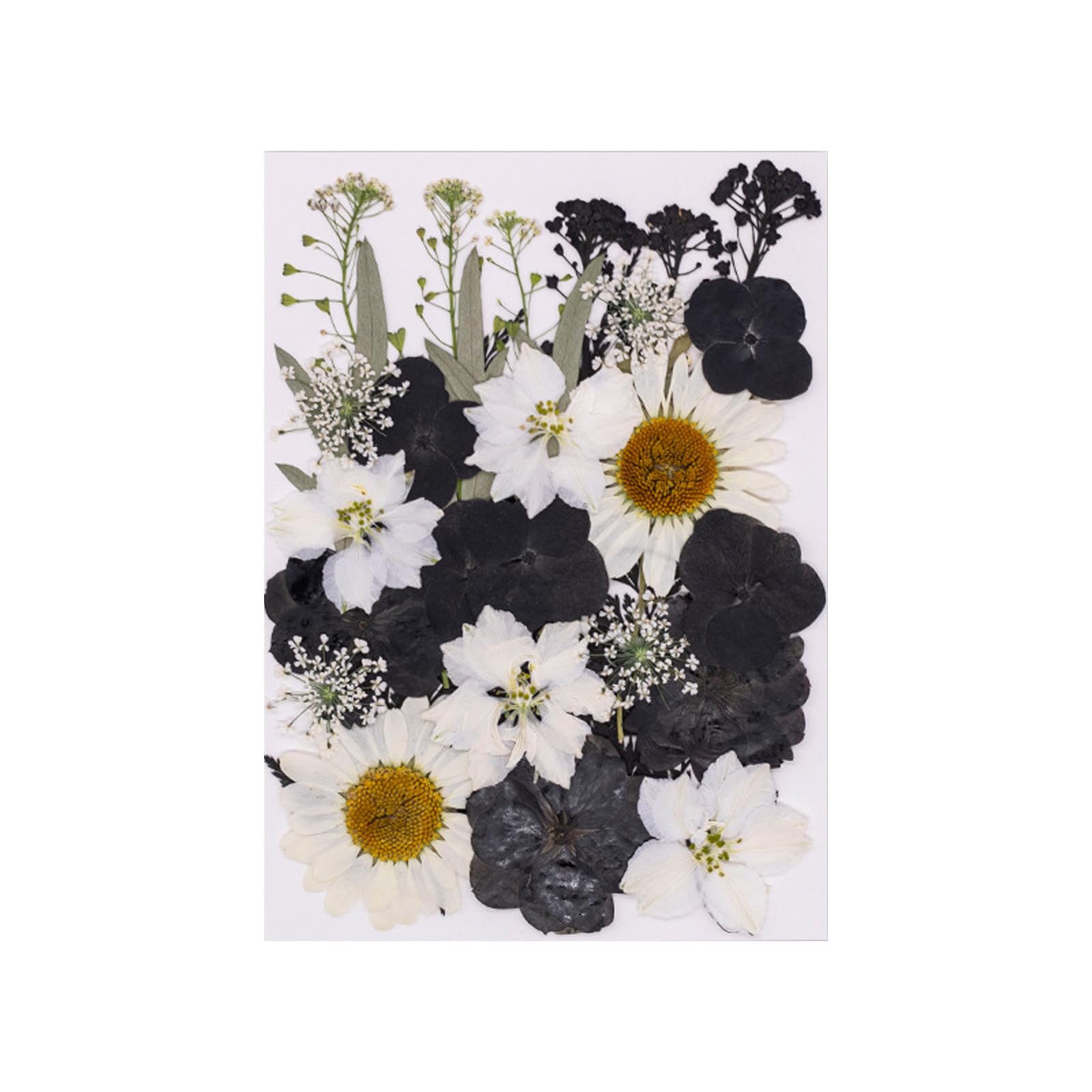 carotoe 30Pcs Plant Art Pressed Dried Flower Black and White for Decoration and Crafting Floral Accessories Dried Flower Pressed Art