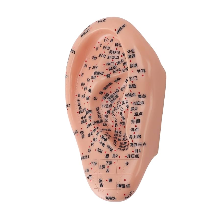 Amazon.co.jp: 耳鍼モデル、長さ7.5インチのPVC人間の耳経穴