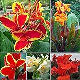3 piezas las plantas de canna compran bulbos resistentes deco office bulbos de floración temprana plantas hidropónicas Canna indica - bulbo Canna Lily de canna flores winterlings