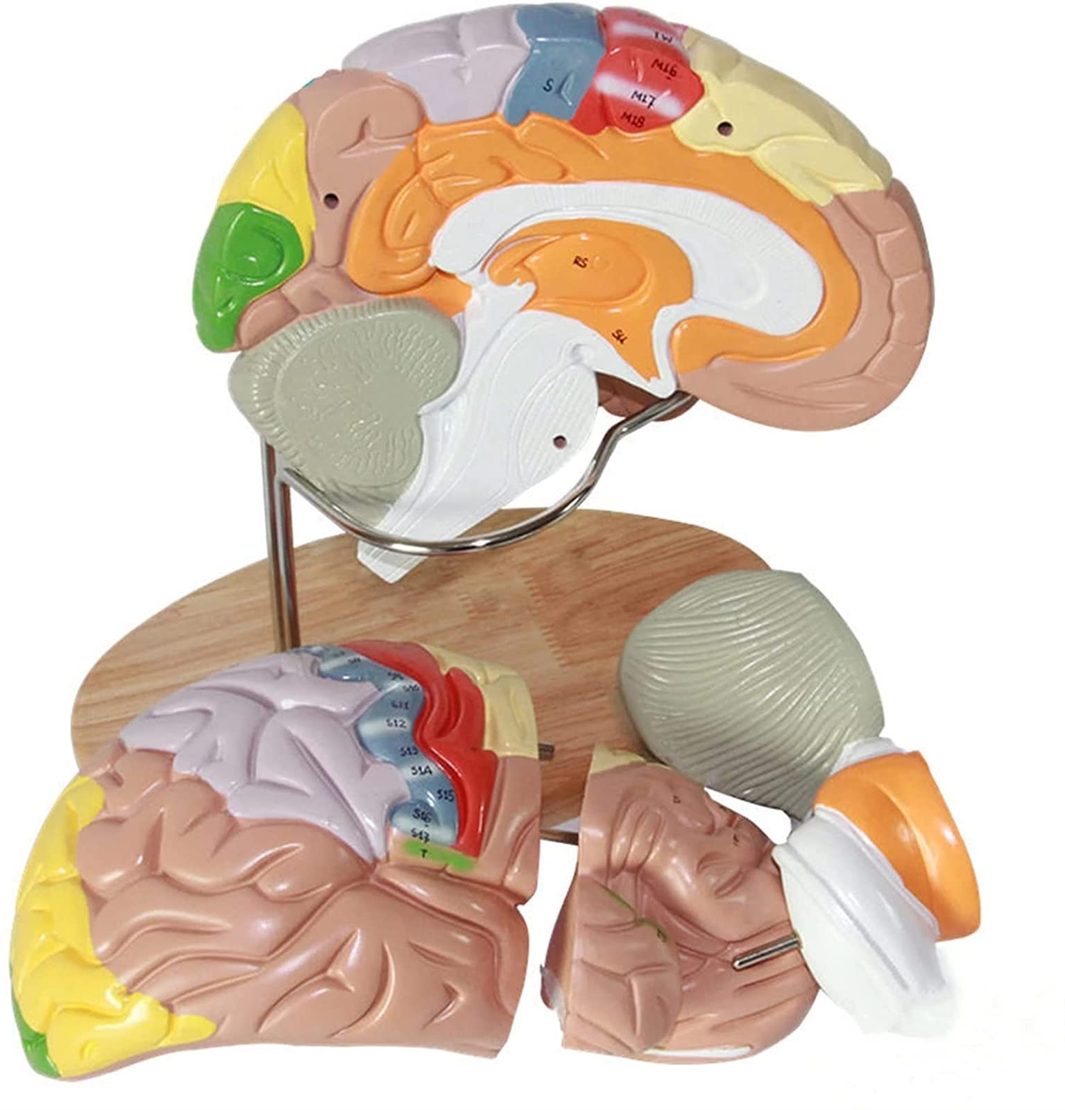 Anatomia del Cervello Umano Modello di partizione Funzione cerebrale Modello di Anatomia Cervello Umano Modello anatomico Funzione cerebrale Dipinta Modello di Struttura partizione Modello