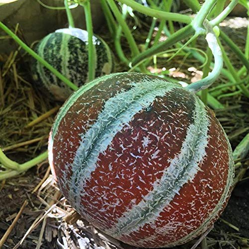 Amazon.com : 1350-Kajari Melon (Cucumis melo) Seeds by