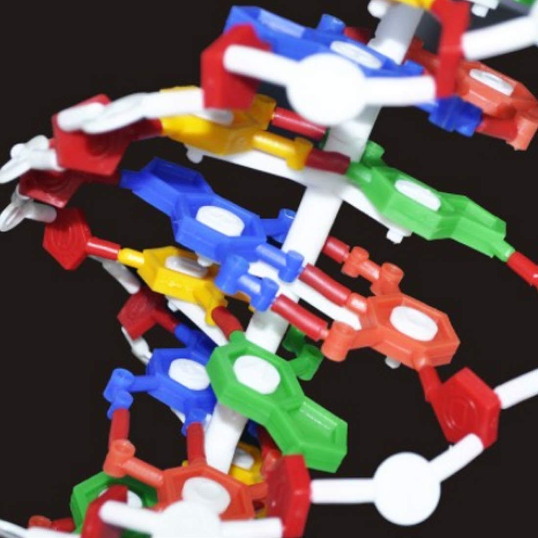 modèles ADN biologie matériel d'aide enseignement Aides à l'enseignement de biologie modèle d'ADN Assemblage modèle Humain Gene 21Cm