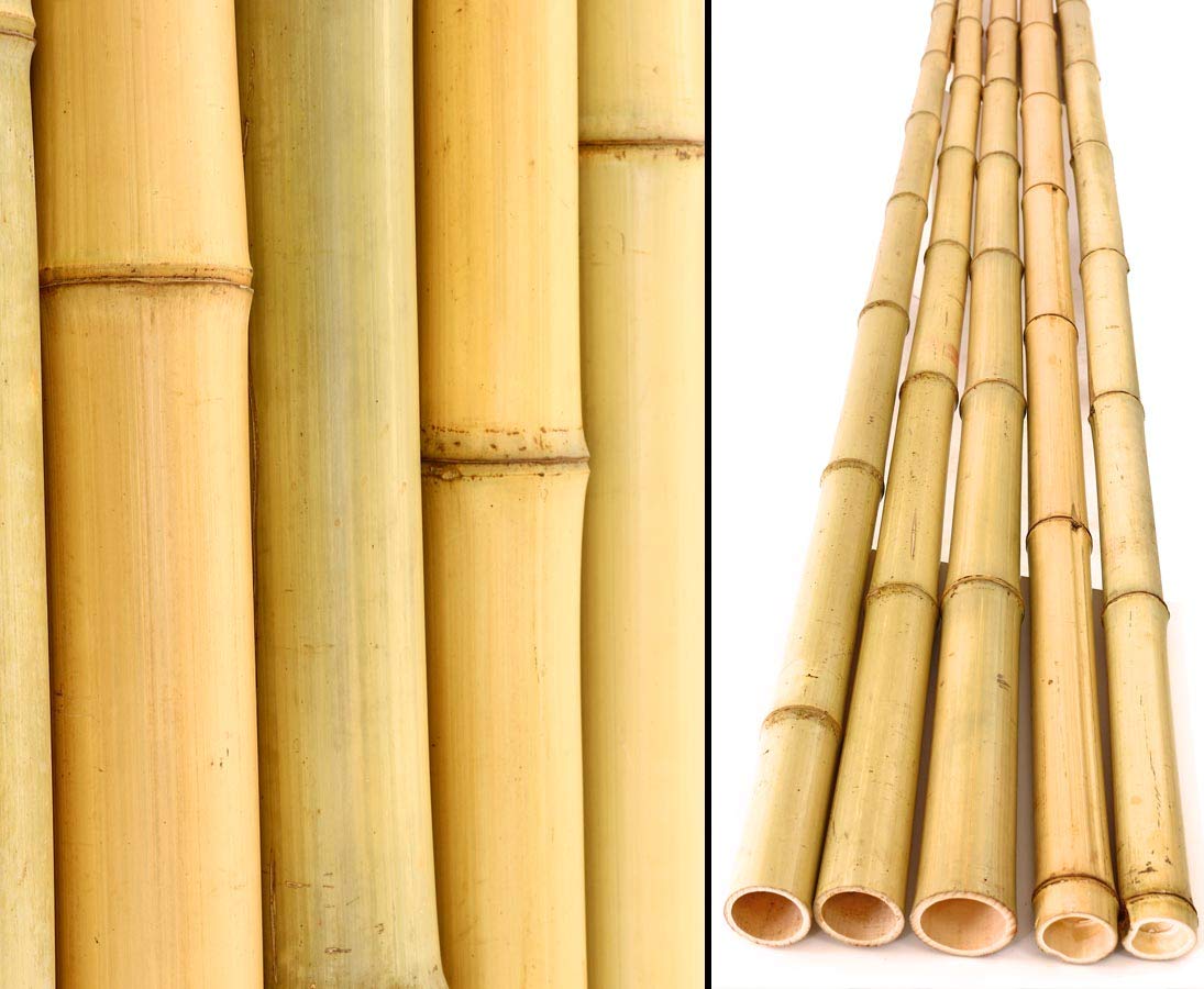 10er Set Bambusrohre 240cm gelb Gebleicht mit 4,8-6cm Durchmesser