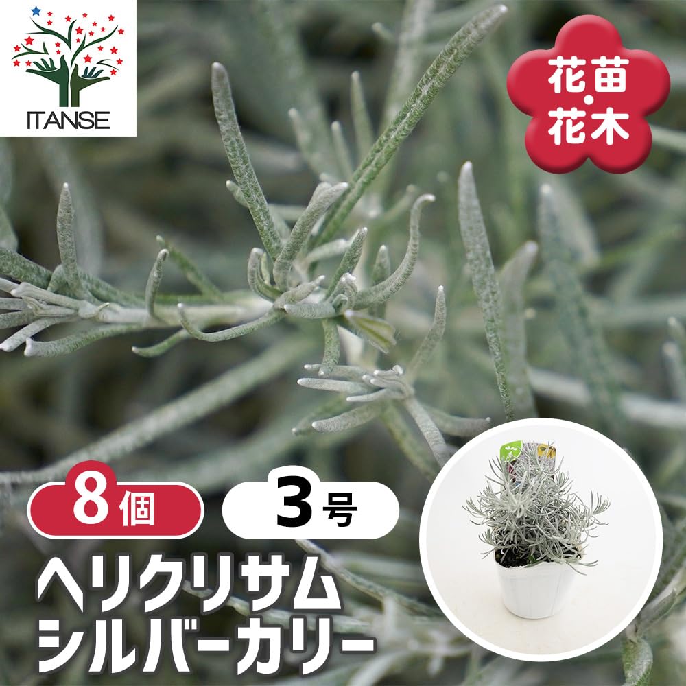 Amazon.co.jp: ITANSE ヘリクリサム シルバーカリー 3号 12個