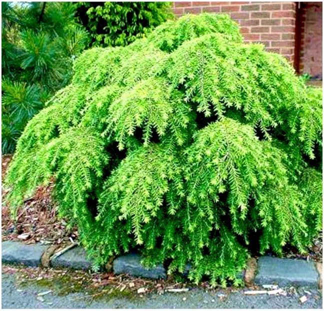 GrowOn Shrubs [2 Litre] Dwarf Conifer Tsuga Canadensis 'Fantana' | Evergreen Shrub | Outdoor Garden Ready Plant