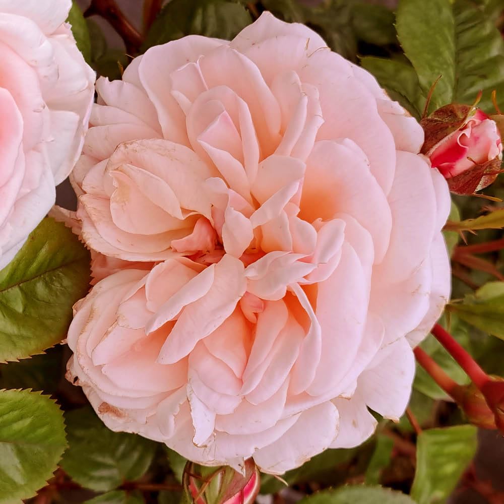 Yougarden Harkness Roses Deborah's RoseHybrid Tea4 Litre PotPink Colour ChangingFragrant Patio Plant from B&Q