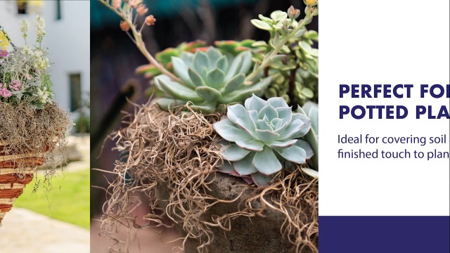 Amazon.com: SuperMoss (26914) Spanish Moss Preserved, Natural, 8oz