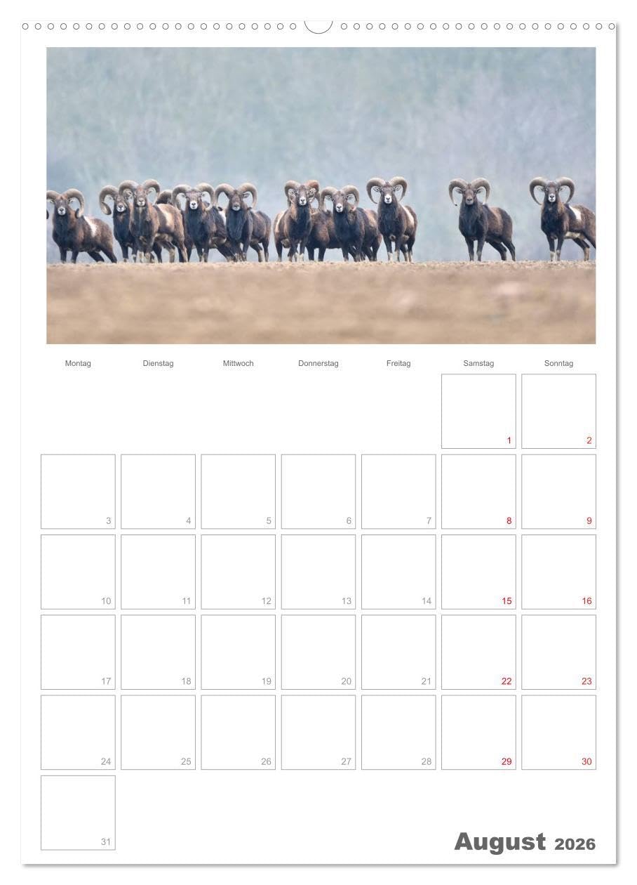 Rehe & Co/Planer (hochwertiger Premium Wandkalender 2026 DIN A2 hoch), Kunstdruck in Hochglanz: Wildlife Rügen/Deutschland (CALVENDO Tiere)