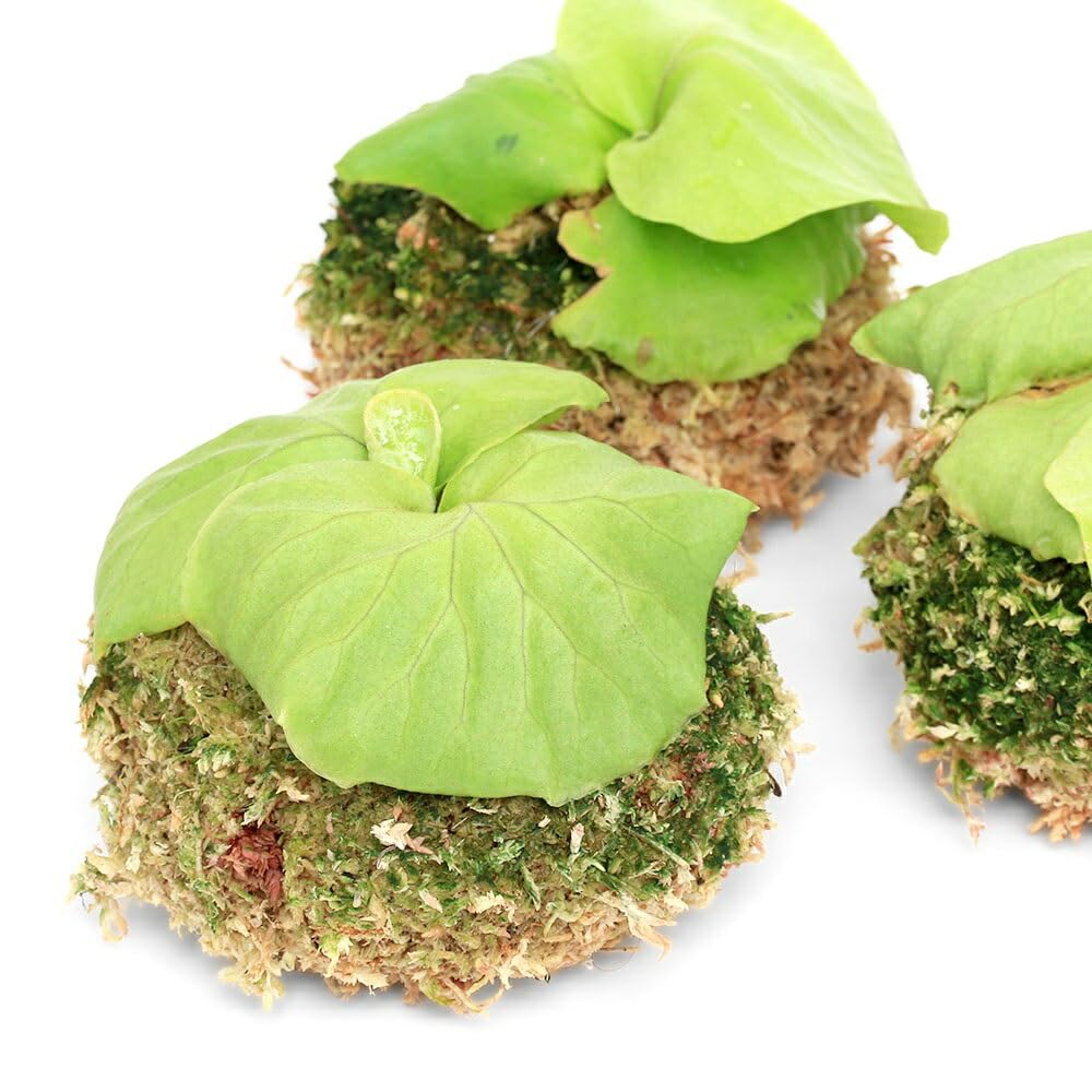 Amazon｜【charm】（観葉植物）素材を選ばず手軽に着生！ ビカクシダ 