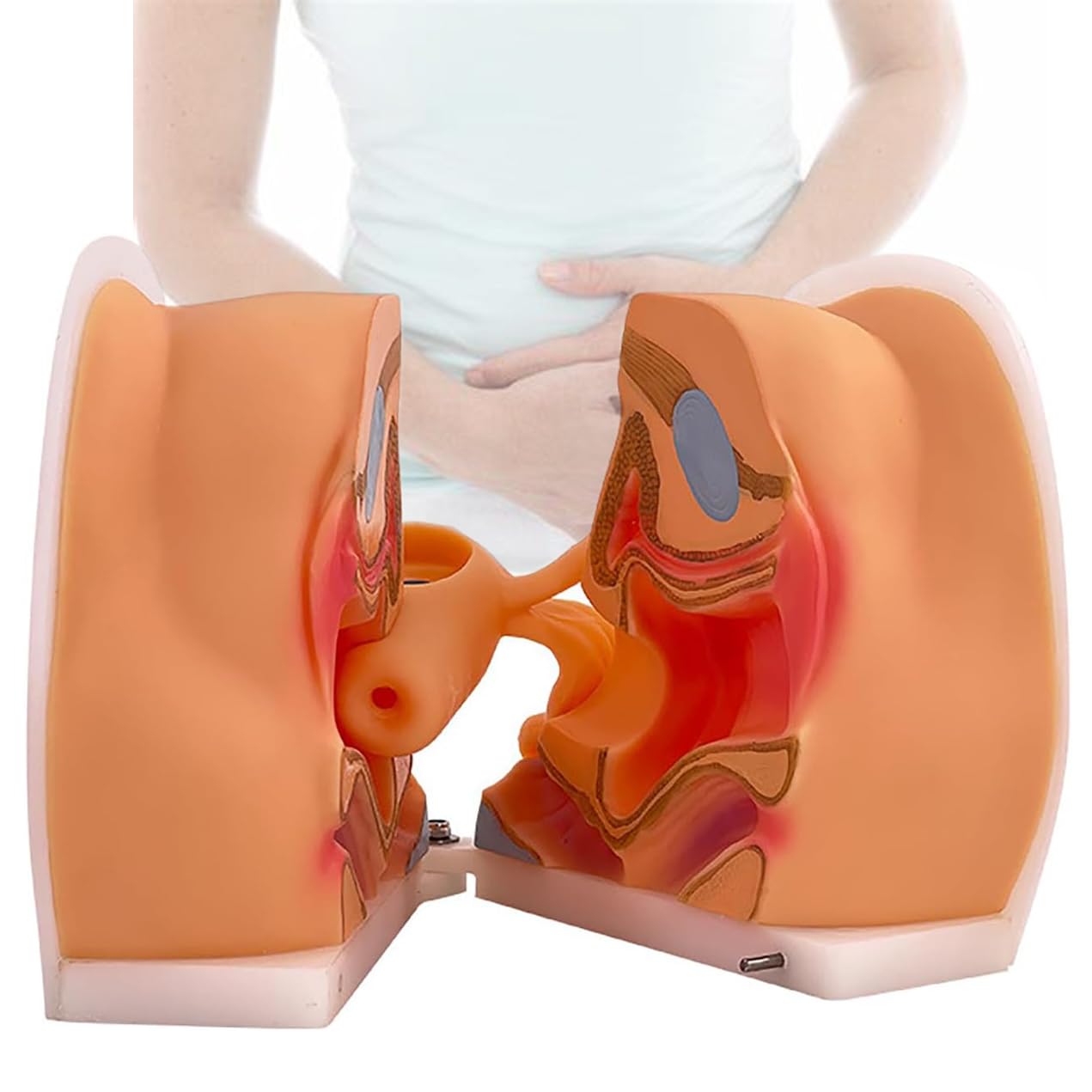WHOOLEFUN Gynecological Contraceptive Guidance Model, IUD Training Model, Cervical Uterus Vagina Ovary Structure Display, 1:1 Real Size, for Science Classroom Study