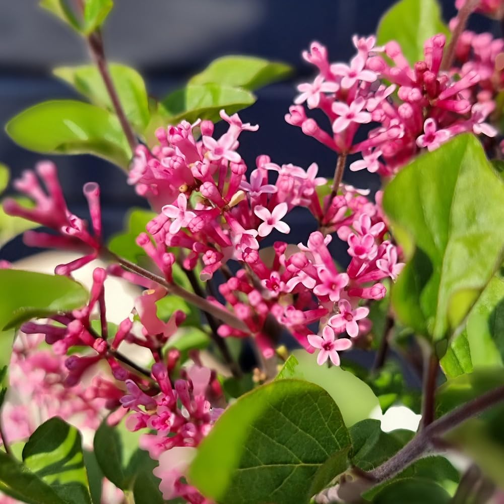 Yougarden Pink, Green Lilac 'Little Rosie' Standard Tree, Established Plant In 3L Pot, 90Cm Tall, Ready To Plant, Compact Lilac For Patio Containers And Smaller Garden Borders, Fragrant Spring Flowers