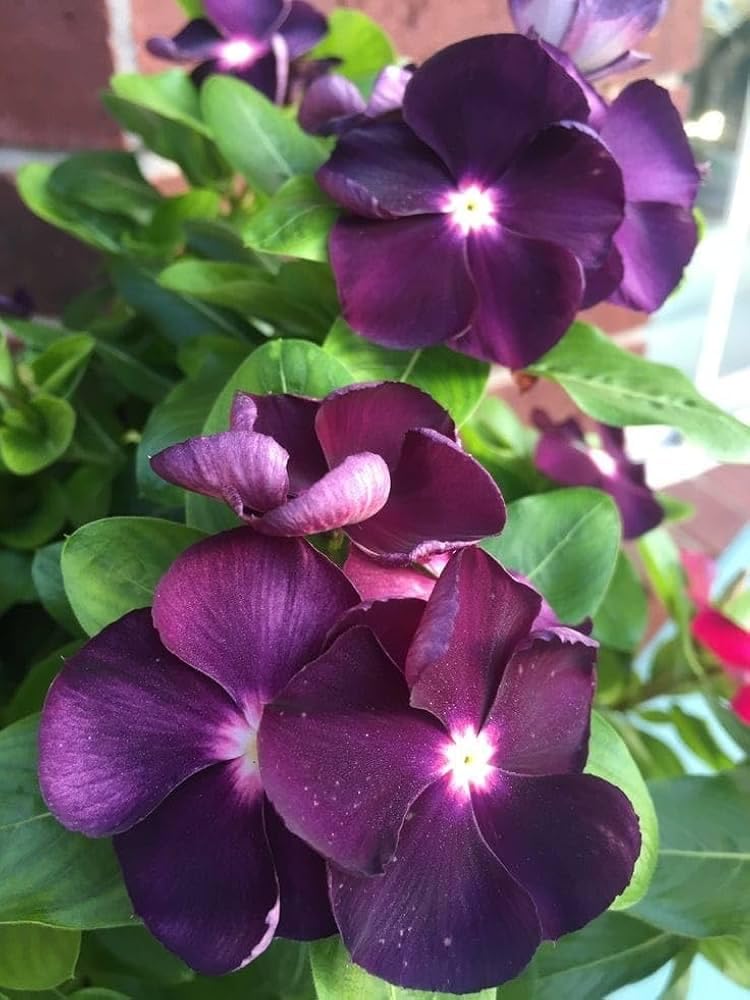 Vinca Rosea Periwinkle Catharanthus Roseus Nayan Tara. Multicolour Colour Flower Live Plant Thai Variety (Pack of 1).-image-29