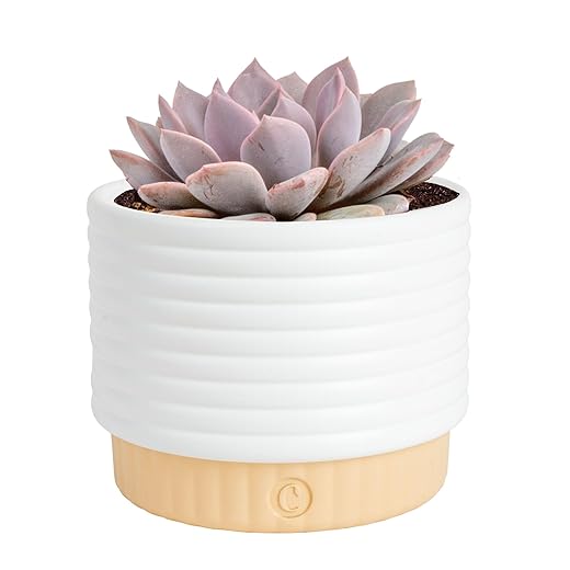 03. Costa Farms Succulent Live Jade Plant in Modern Decor Planter - Perfect 6-Inch Christmas Gift for Neighbors - Symbol of Luck and Prosperity, Beautiful Home or Office Decor