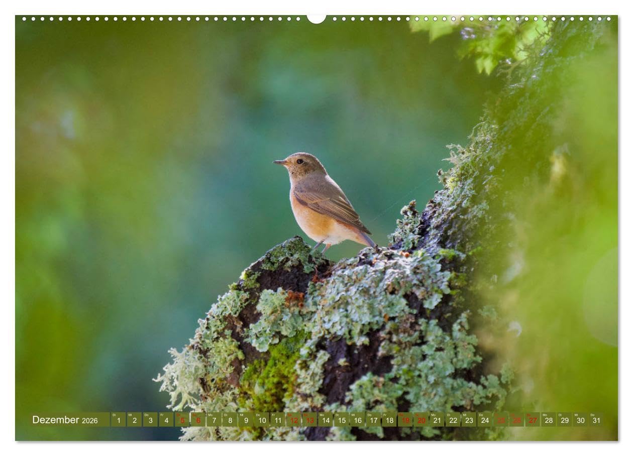 Geliebtes Federvieh (Wandkalender 2026 DIN A2 quer), CALVENDO Monatskalender: Eine Sammlung von Vogel-Fotografien, unterschiedlicher Arten und Familien. (CALVENDO Tiere)