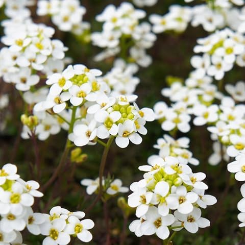 Premier Seeds Direct Alyssum Carpet of Snow Cover