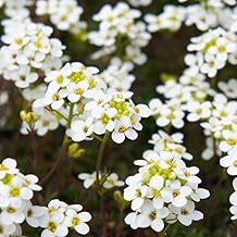 PREMIER SEEDS DIRECT - Alyssum - Carpet of Snow - 8000 Seeds - Annual