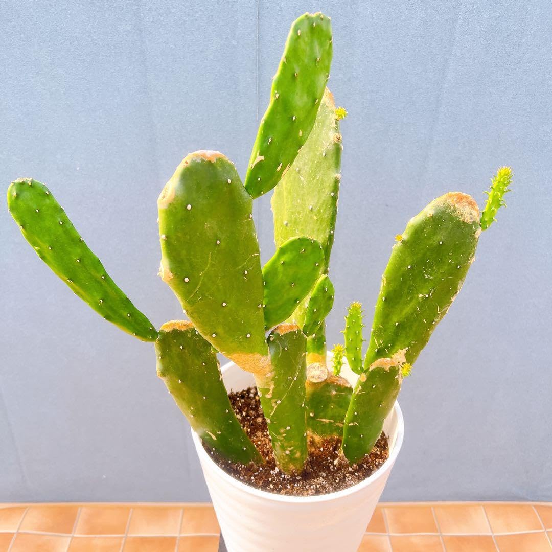 現品　サボテン　ウチワサボテン　団扇サボテン　棘無し　ノパル　2番　多肉植物 Amazon.co.jp: サボテン ウチワサボテン 団扇サボテン 棘無し ノパル