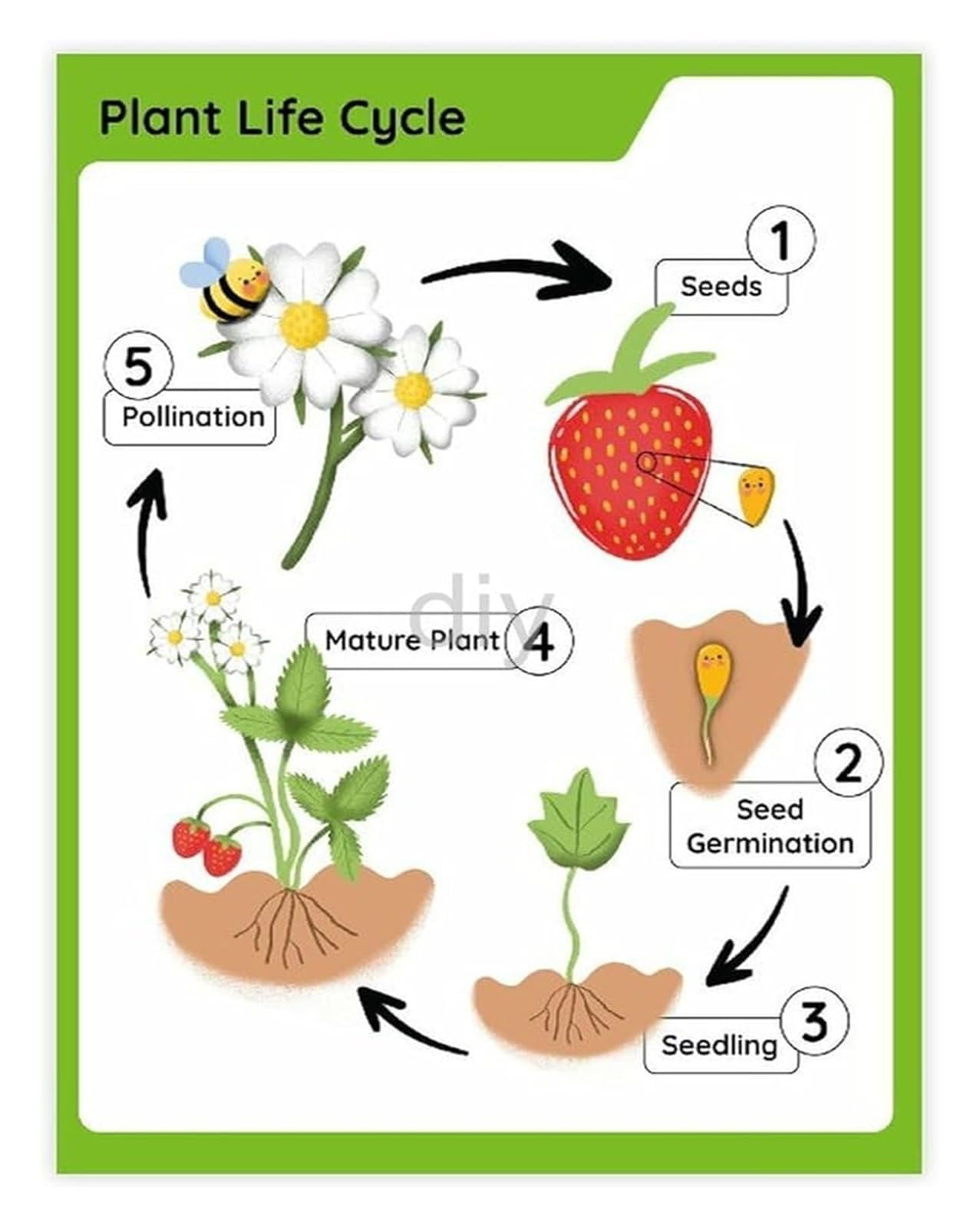 FNYUVNFAF Educational Botany Chart Plant Life Cycle and Biology Poster for School Classroom Science Decor Unframed,08x12inch(20x30cm)