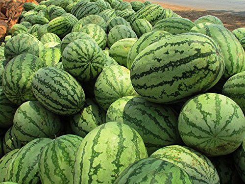 Amazon.co.jp: 北海道産マダーボールすいか(秀）1.6kg×6玉 【発送期間