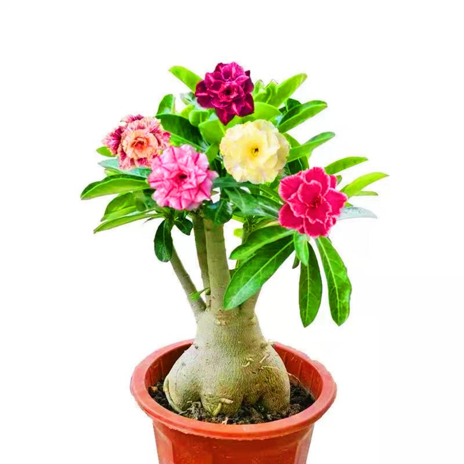 Mixed Color Desert Rose Seeds - Adenium Obesum - Easy To Grow As Bonsa
