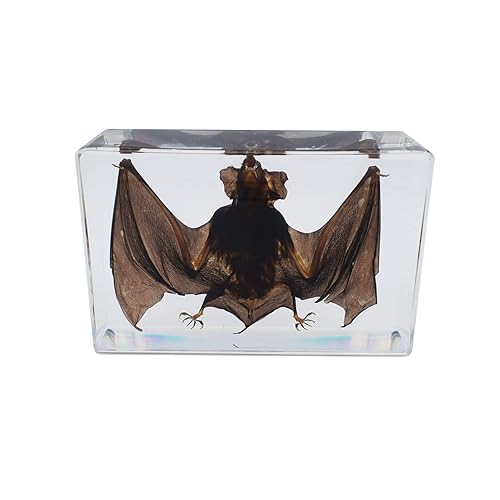 Miniatura 9 de Espécimen de murciélago real de taxidermia grande, espécimen de animales en resina para ciencias, aula, educación científica, grande