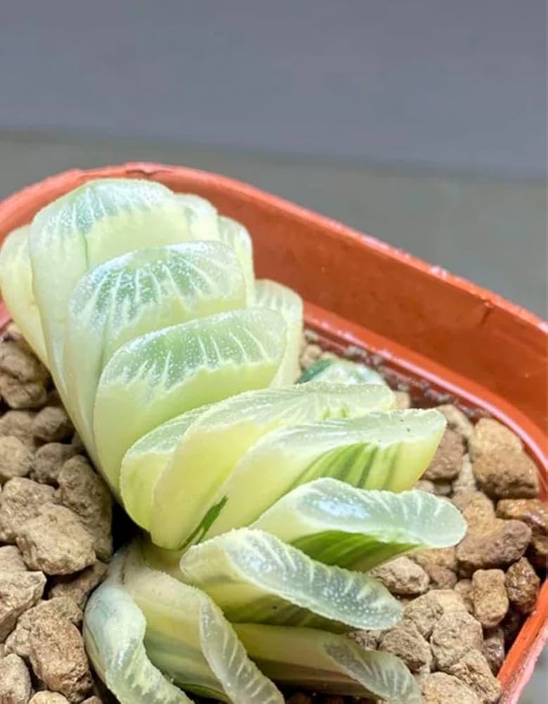 ハオルチア 白斑入りグリーン玉扇錦ホワイトクリスマス抜き苗発送 ハオルチア 白斑入りグリーン玉扇錦ホワイトクリスマス抜き苗