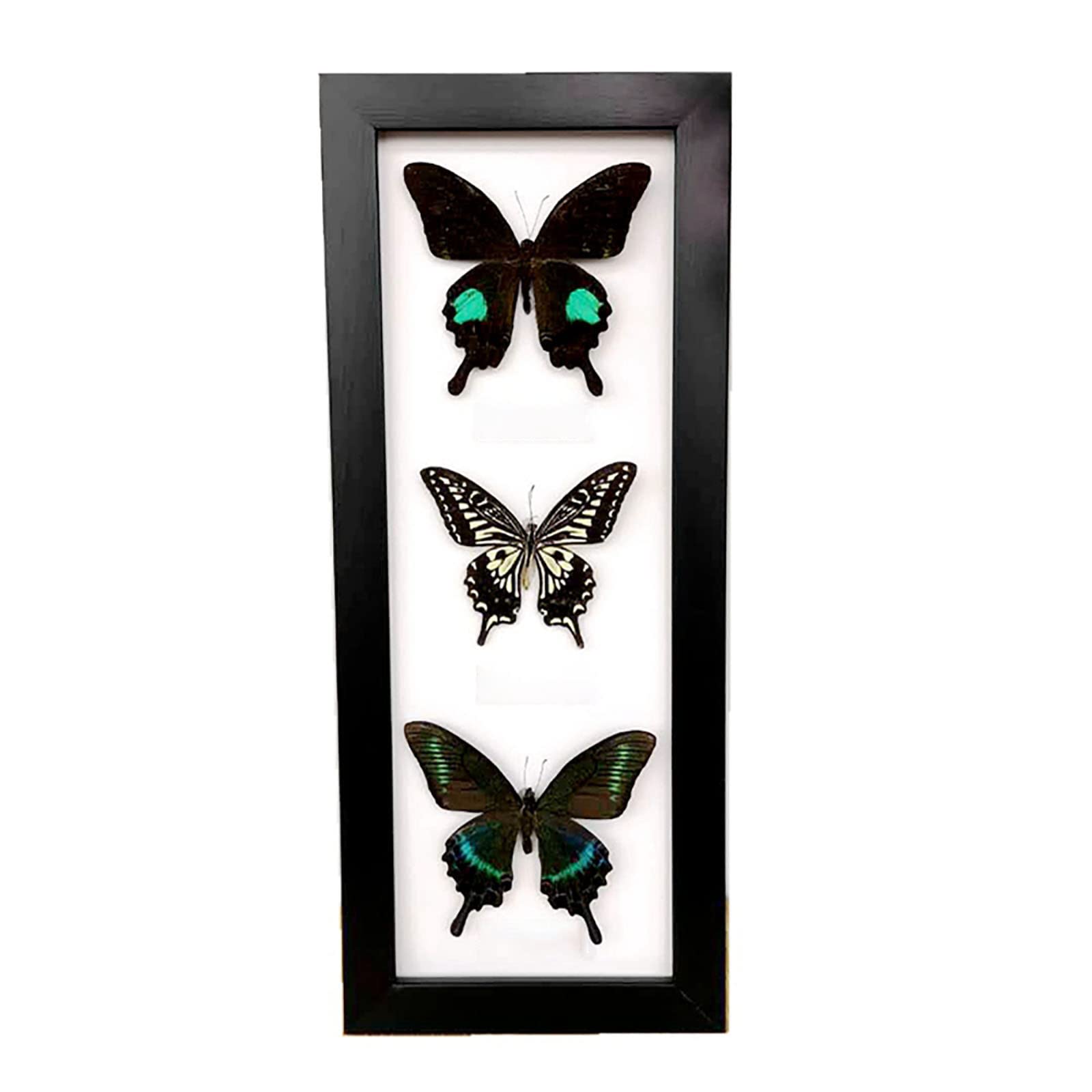 Amazon.co.jp: 蝶の昆虫標本、本物の蝶の標本、蝶標本、美しい蝶