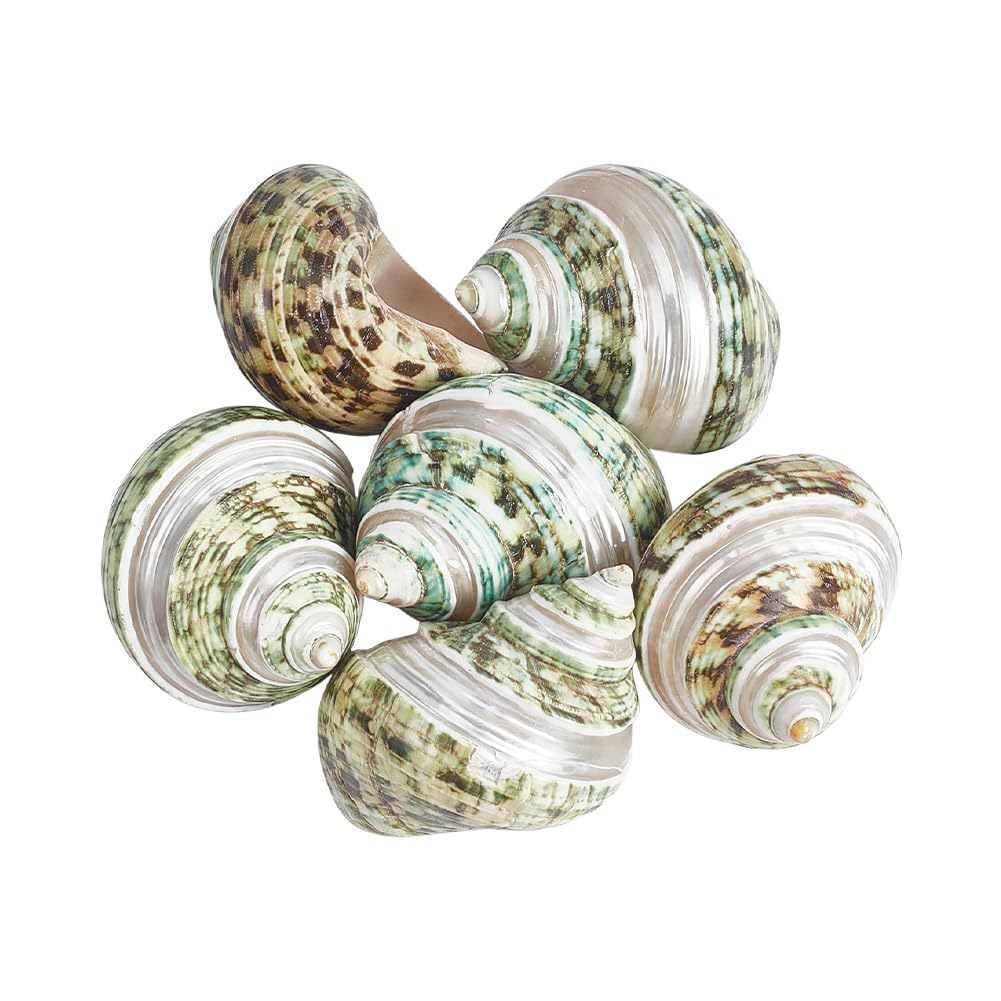 WEBEEDY 6 Pcs Large Hermit Crab Shells 5~6.5cm Natural Sea Conch Turbo Seashells Opening Mouth 2~2.4cm for Hermit Crab Tank Aquarium Decoration Craft Use