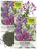 Seed Needs Cleome Seeds for Planting Spider Plants - Heirloom & Open Pollinated Wildflower Seeds to Grow a Butterfly Garden to Attract Pollinators (2 Packs)