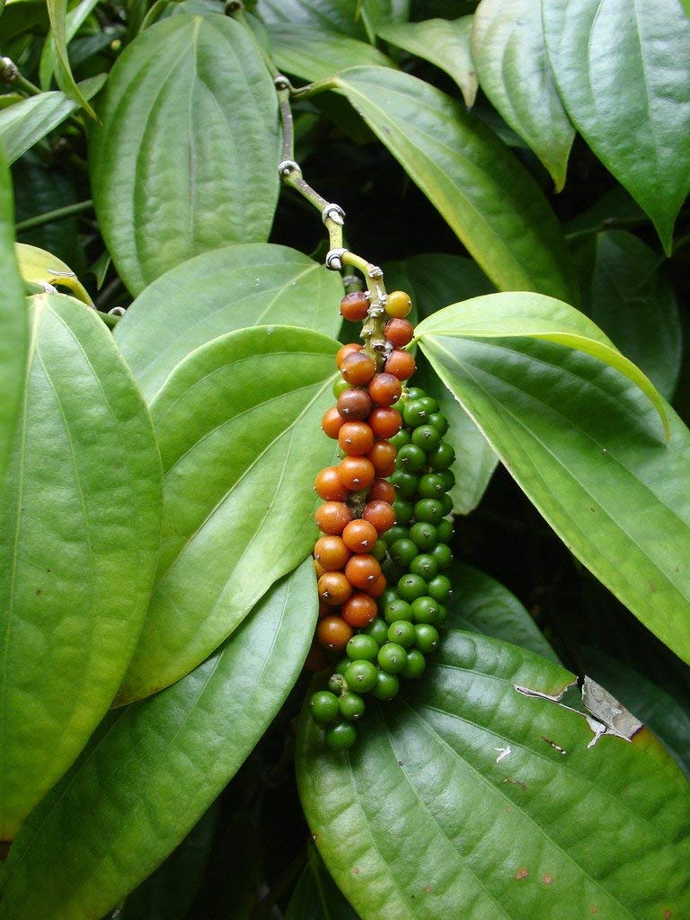 Creative Farmer Live Plant Black Pepper Easy to Maintain Spice (Piper Nigrum) Garden (1 Live …Medicinal Plant) (B086QBHVS2) Amazon Price History, Amazon Price Tracker