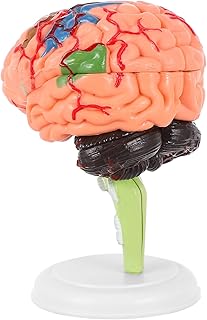 Baluue Developmental Toys Brain Anatomical Model Human Brain: Brain Anatomically Accurate Brain Life Size Human Brain Anatomy for Hospital Science Classroom Study Display Teaching Models Brain Toy