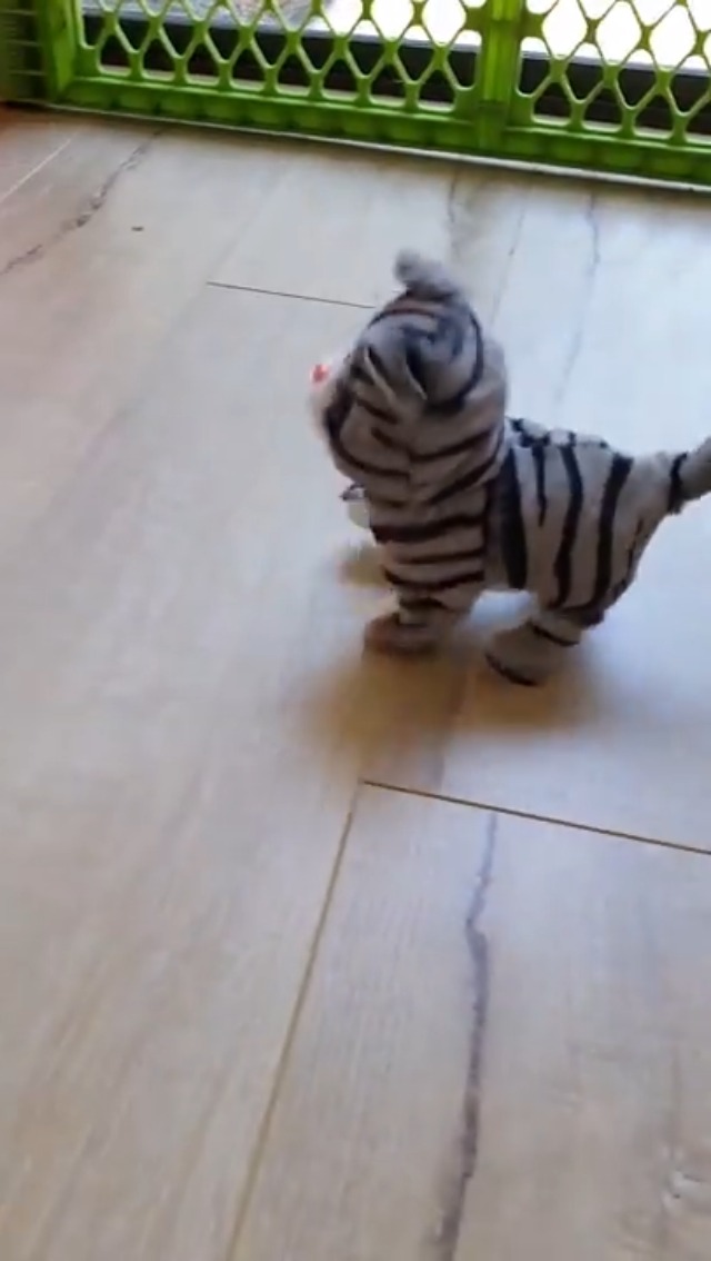 Kitty Cat Toy on Amazon Live