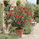 Bloomique - Oleander (Nerium oleander) - Rote...