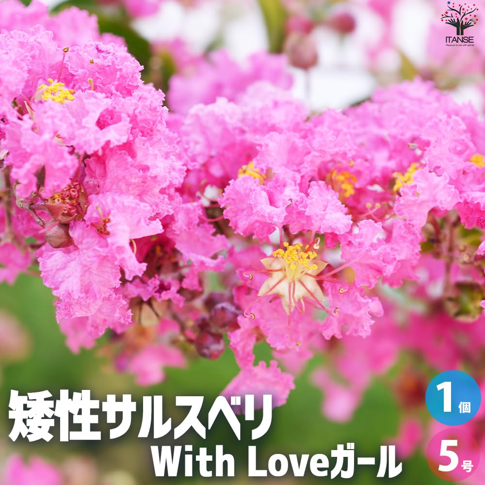 Amazon.co.jp: ITANSE 矮性サルスベリ With Love ガール 5号 1個