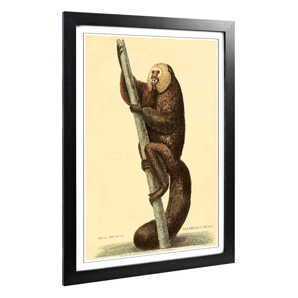 Big Box Art Framed Print of Vintage Edwards. S.T. Fox-Tailed Monkey Design | Wall Art Picture | Home Decor for Kitchen, Living Room, Bedroom, Hallway, Black, A2 / 24.5x18 Inch / 62x45cm