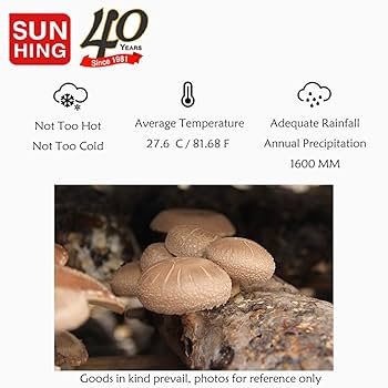 まっしゅるーむ Amazon.com: FUYUKI Dried Mushrooms Dried Shiitake Mushrooms