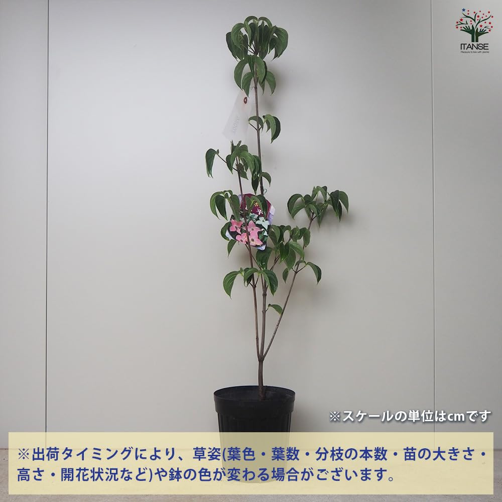 Amazon.co.jp: ITANSE 源平ヤマボウシ 5号 1個売り【品種で
