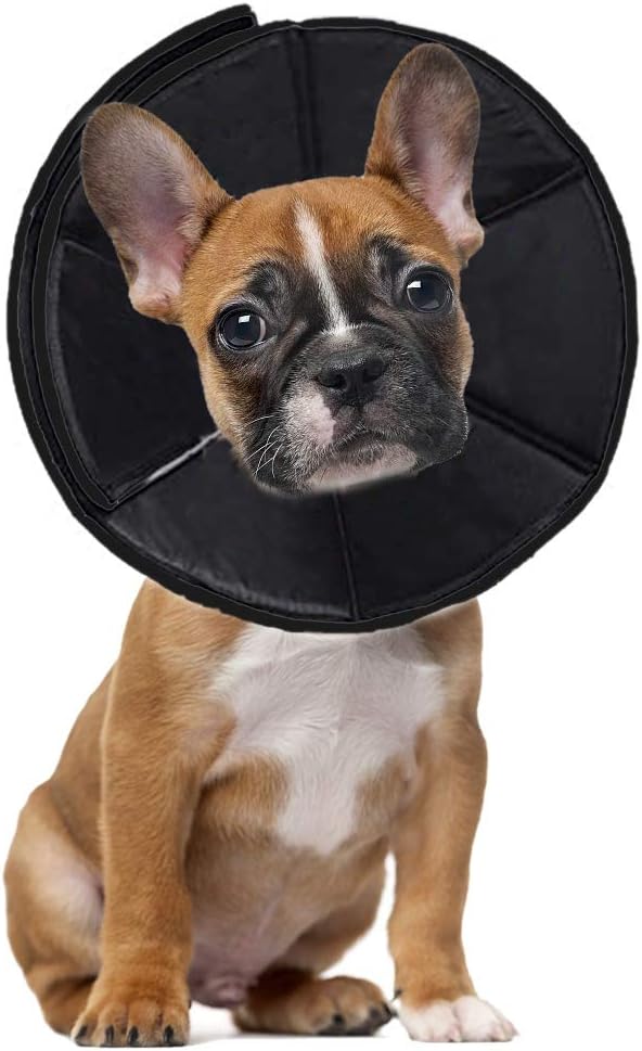 protective collar dog