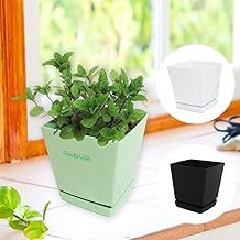 【 植え替え不要 】選べる鉢色 ハーブ植え込み苗 【 スペアミント 鉢色『グリーン』】５号スクエア鉢 鉢皿つき クッキングハーブ キッチンハーブ インテリア プレゼント ギフト